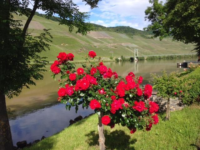 Ferien-Wein-Gut Keifer Hotell Bernkastel-Kues Exteriör bild